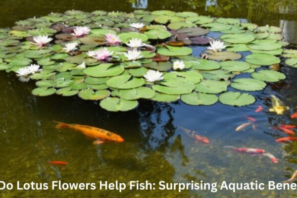 How Do Lotus Flowers Help Fish