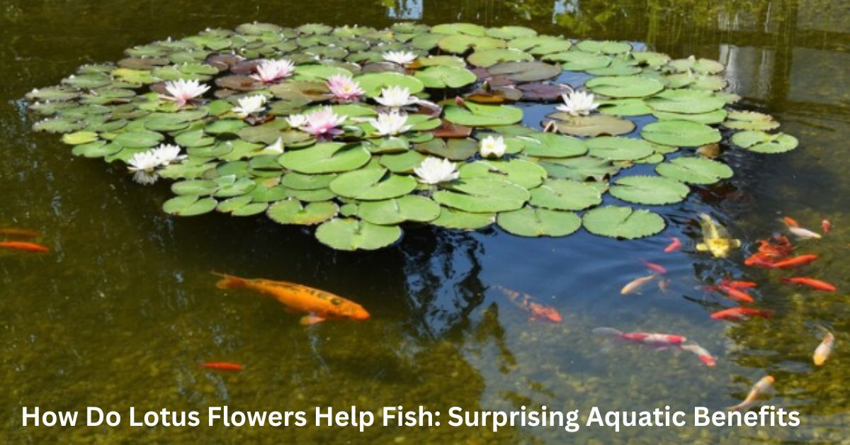 How Do Lotus Flowers Help Fish