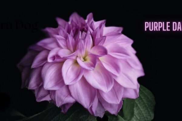 purple dahlia