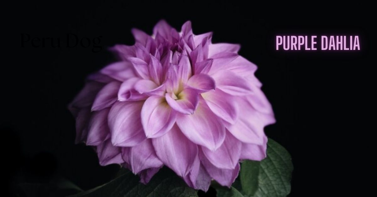 purple dahlia