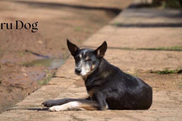 Peru dogs