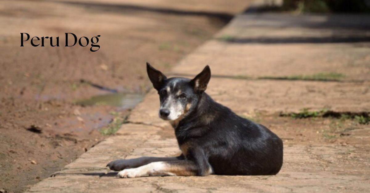 Peru dogs