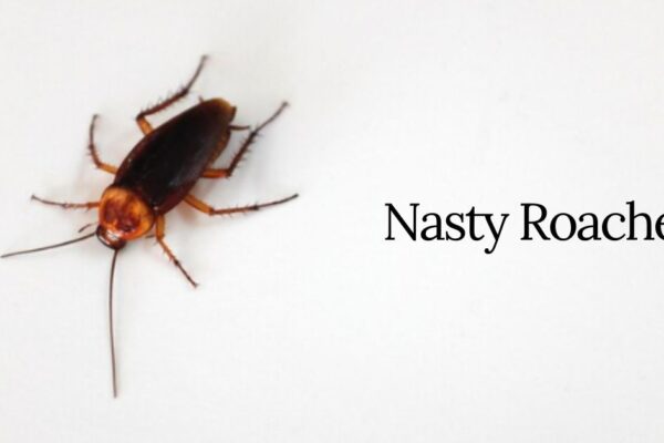 nasty roaches