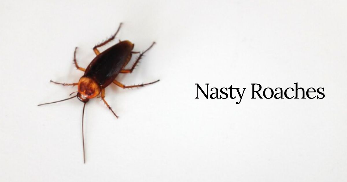 nasty roaches