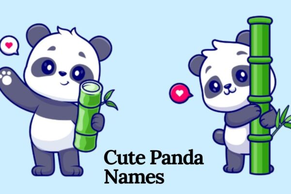 Cute panda names