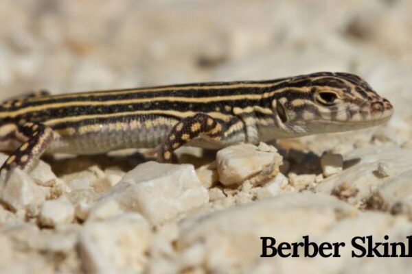 berber skink