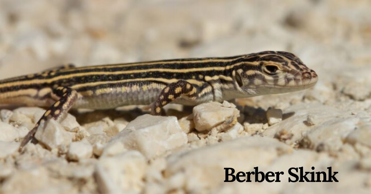 berber skink