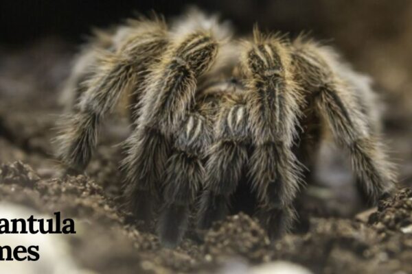 tarantula names