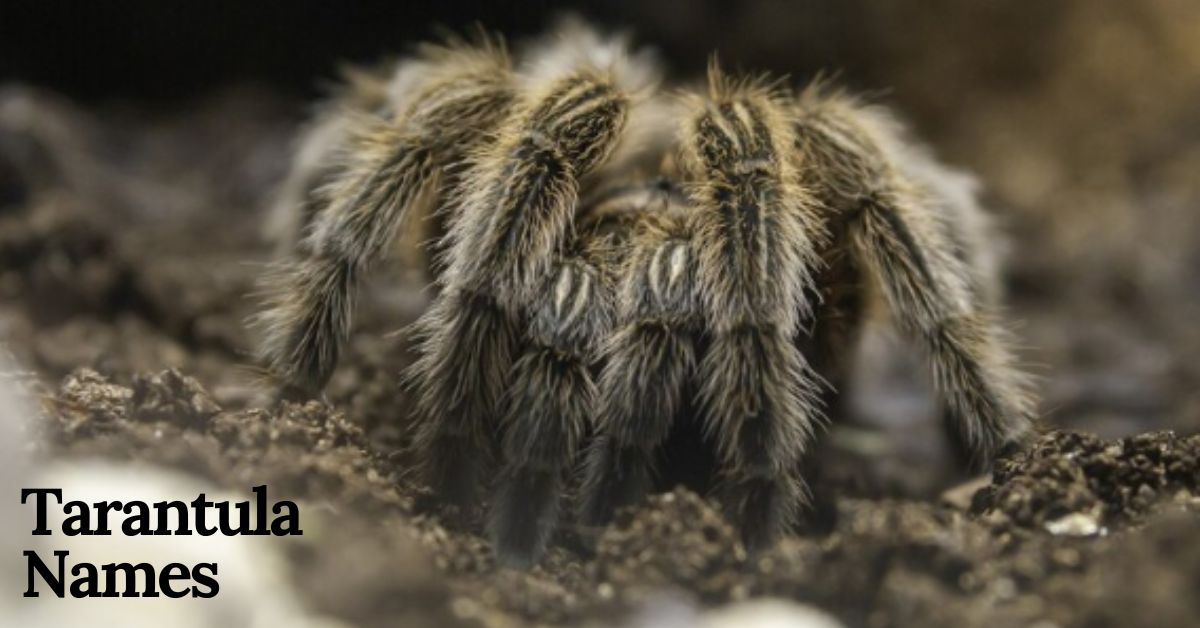 tarantula names