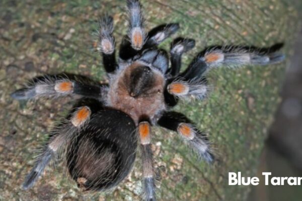 blue tarantula