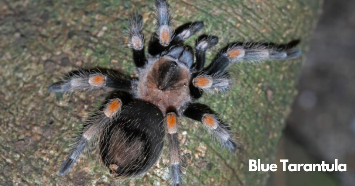 blue tarantula