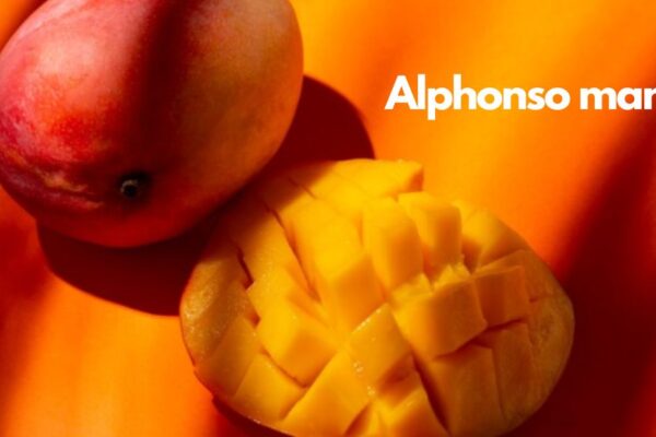 Alphonso mango